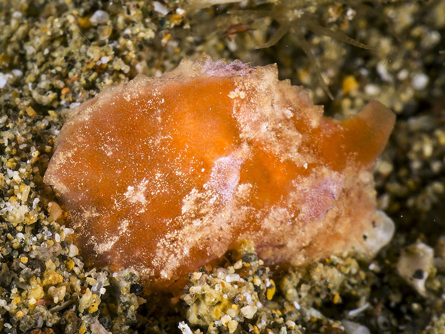 Lamellaria sp. C